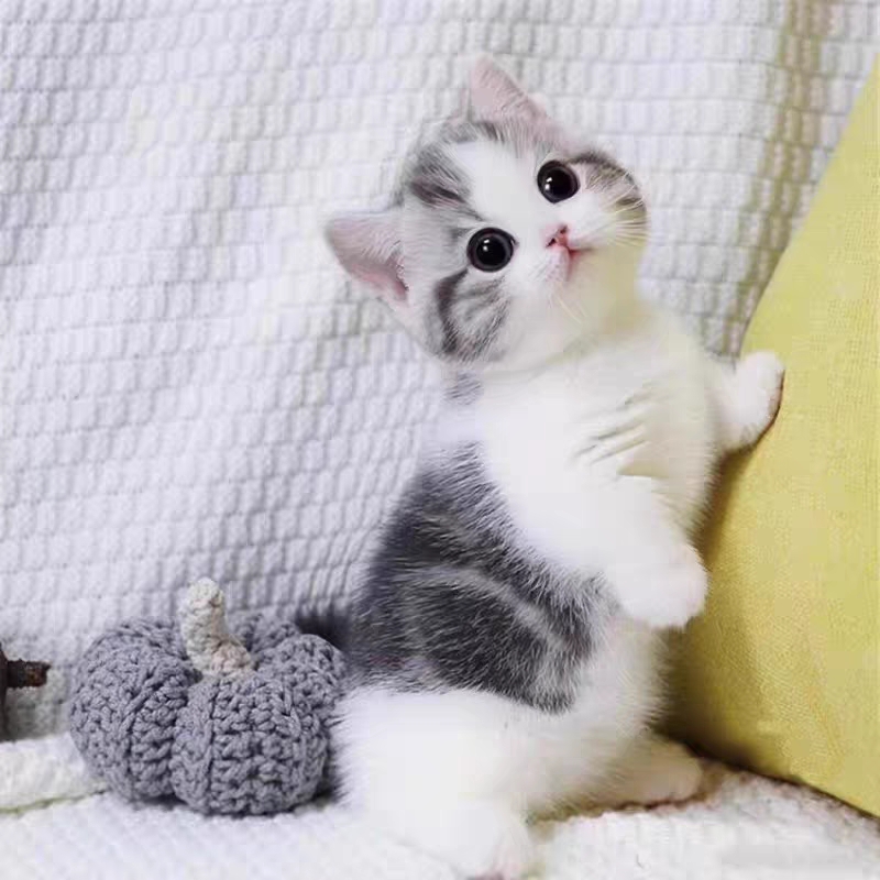 猫舍直销,批发价出售,曼基康矮脚猫